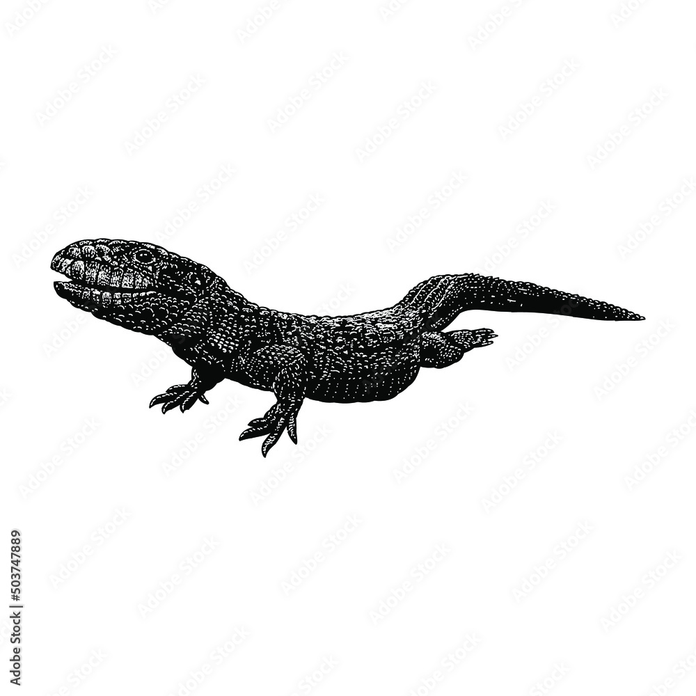 Fototapeta premium caiman lizard illustration isolated on background
