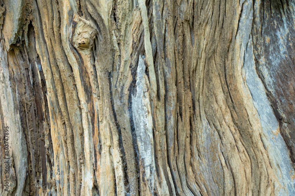 Obraz premium old wood texture