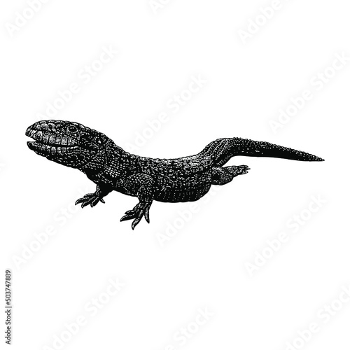 caiman lizard illustration isolated on background