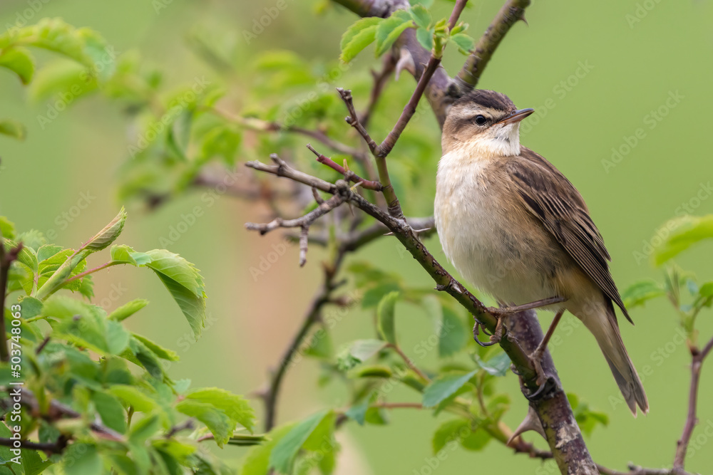 Obraz premium Sedge warbler (Acrocephalus schoenobaenus) closeup portrait in spring.
