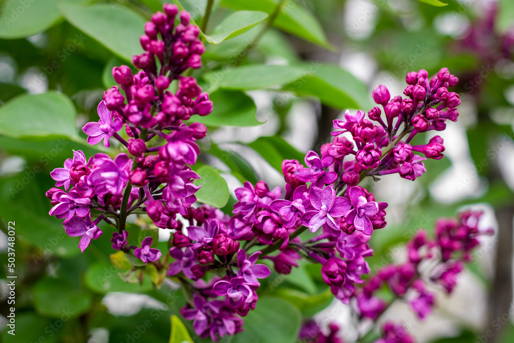 Purple lilac flowers. Beautiful flower background. Purple lilac flowers. Beautiful flower background.
