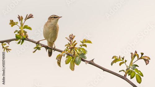 Fotografia Sedge warbler (Acrocephalus schoenobaenus) perched on a branch, isolated against the sky in spring
