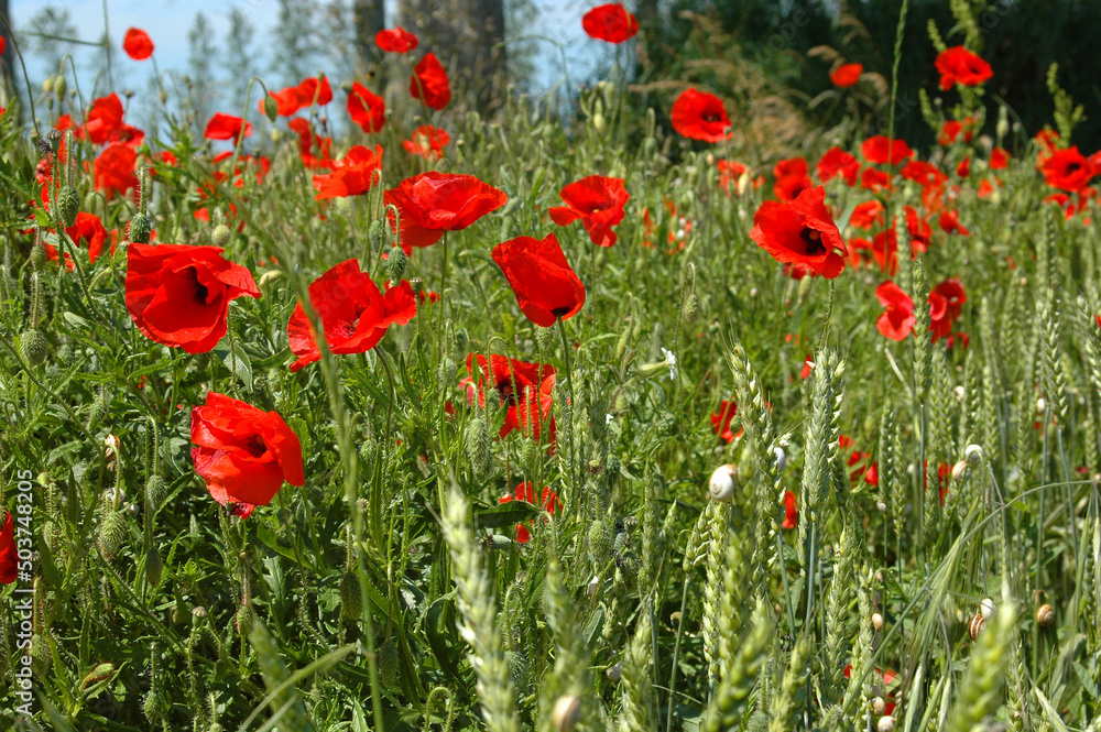 Fototapeta premium Coquelicots champ de blé
