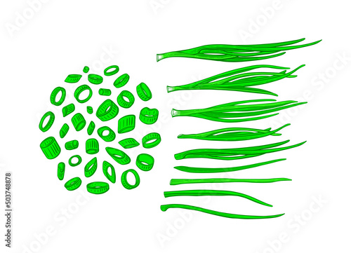 Onion green set. Vector engraving of verdure bunch