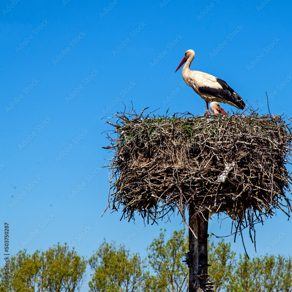 Fototapeta premium Animal bird called the white stork nesting in the village of Niedzwiadna in Masovia, Poland.