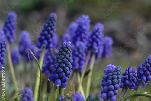 Muscari flower. Muscari armeniacum. Grape Hyacinths. Blue muscari flower on the flower bed on a blurred background.