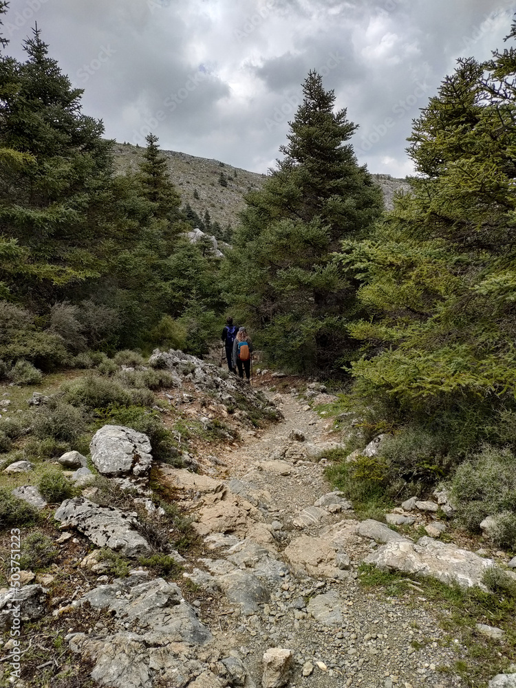 Fototapeta premium PEOPLE STROLLING ALONG A FOREST TRAIL