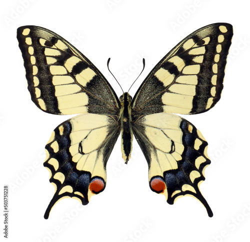 Isolated butterfly Papilio machaon Old Wold yellow swallowtail. Papilionidae. Insects. Entomology. photo