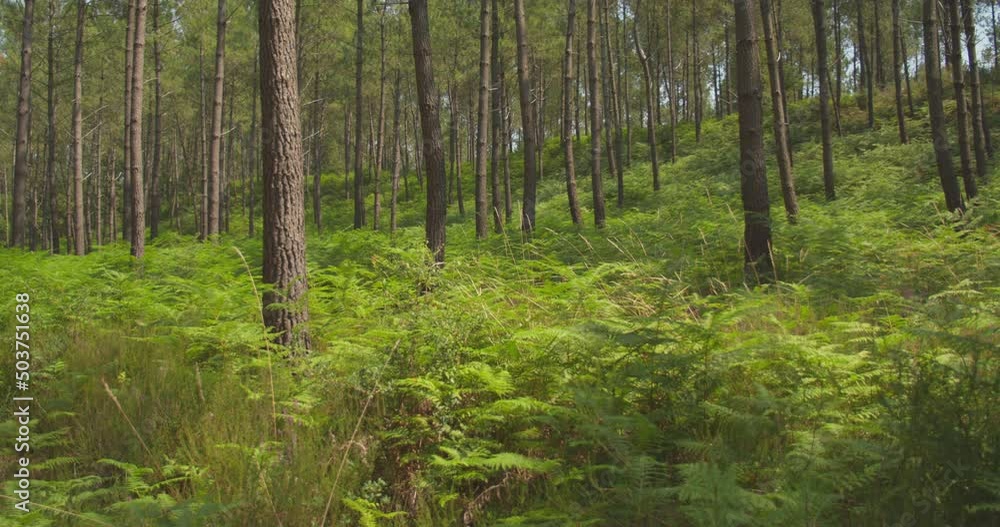 Slow pan left shot of bucolic forest scene Slow pan left shot of bucolic forest scene
