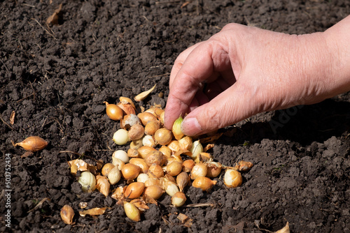 Onion seeds on the ground close-up, fingers hold the bulb. Garden, planting vegetables, vegetarianism