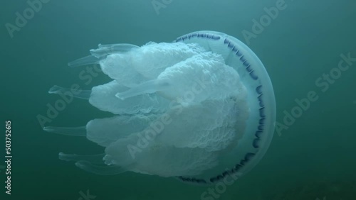 Close-up of Barrel jellyfish (Rhizostoma pulmo) swim under surface of blue water in the sun`rays, Underwater shot, Low-angle shot. Black Sea photo