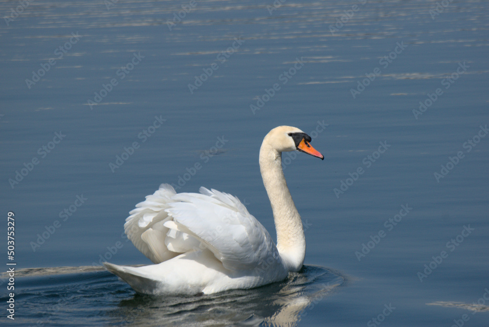 Cygne tuberculé (Cygnus olor) nageant dans un plan d'eau de la ville de Strasbourg - Bas Rhin - France Cygne tuberculé (Cygnus olor) nageant dans un plan d'eau de la ville de Strasbourg - Bas Rhin - France