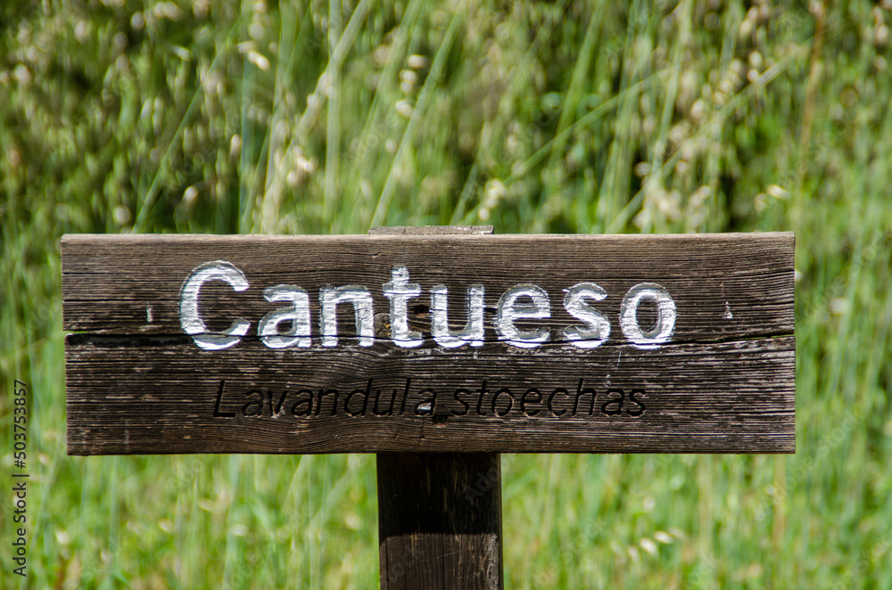 lavender tree or plant sign, green nature