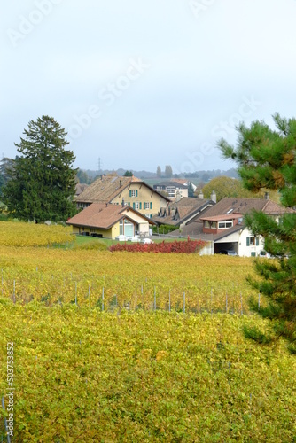 The vineyards in autumn in Switzerland. A landscape view from Vinzel.