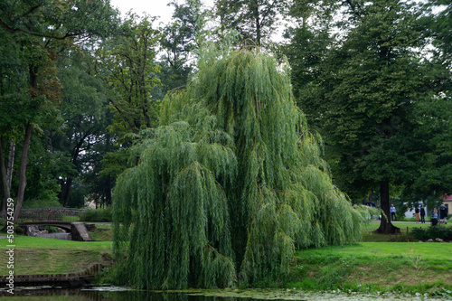 Beautiful landscape with willows near the pond photo