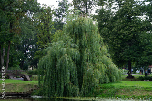 Foto Beautiful landscape with willows near the pond