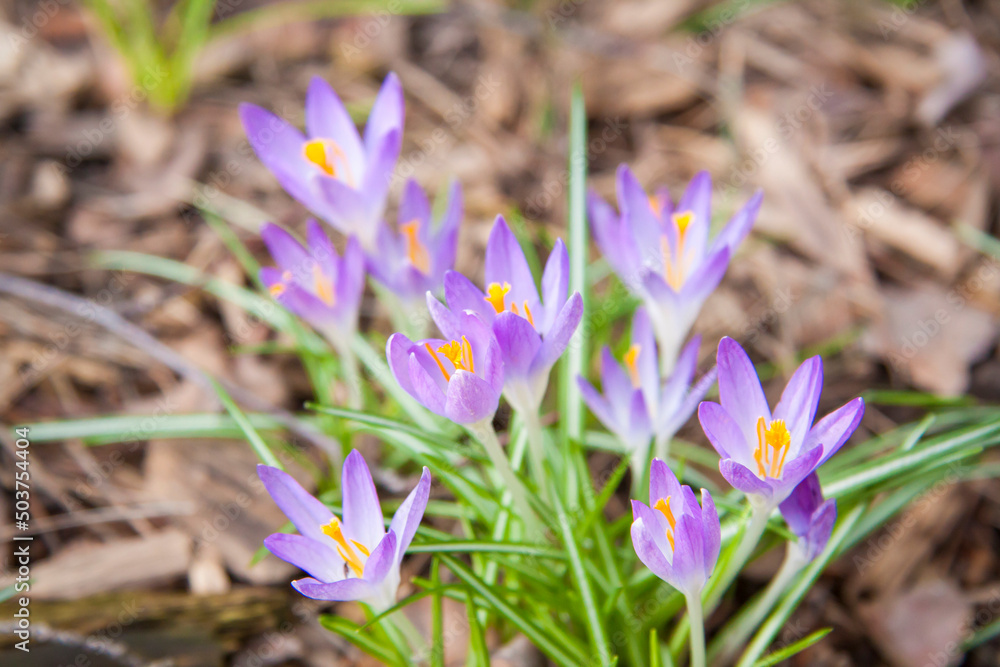 Primroses crocuses in spring in a clearing in the forest. Spring is reborn in the forest. Dry leaves give way to the first flowers, Primroses crocuses in spring in a clearing in the forest. Spring is reborn in the forest. Dry leaves give way to the first flowers,