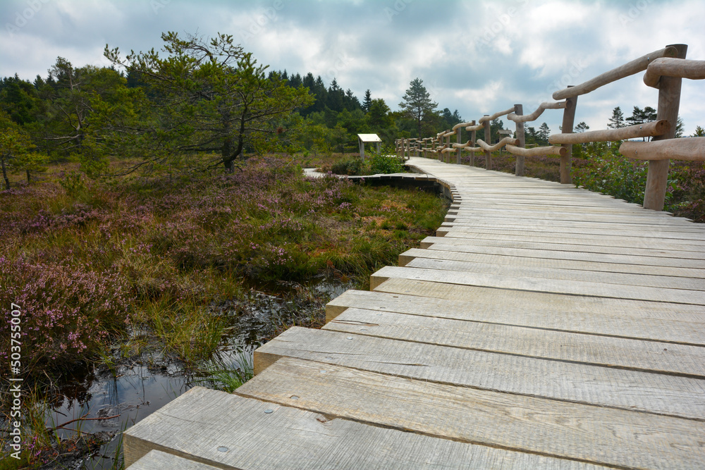 Wooden footbridge in the k bog, with a bog eye and heather