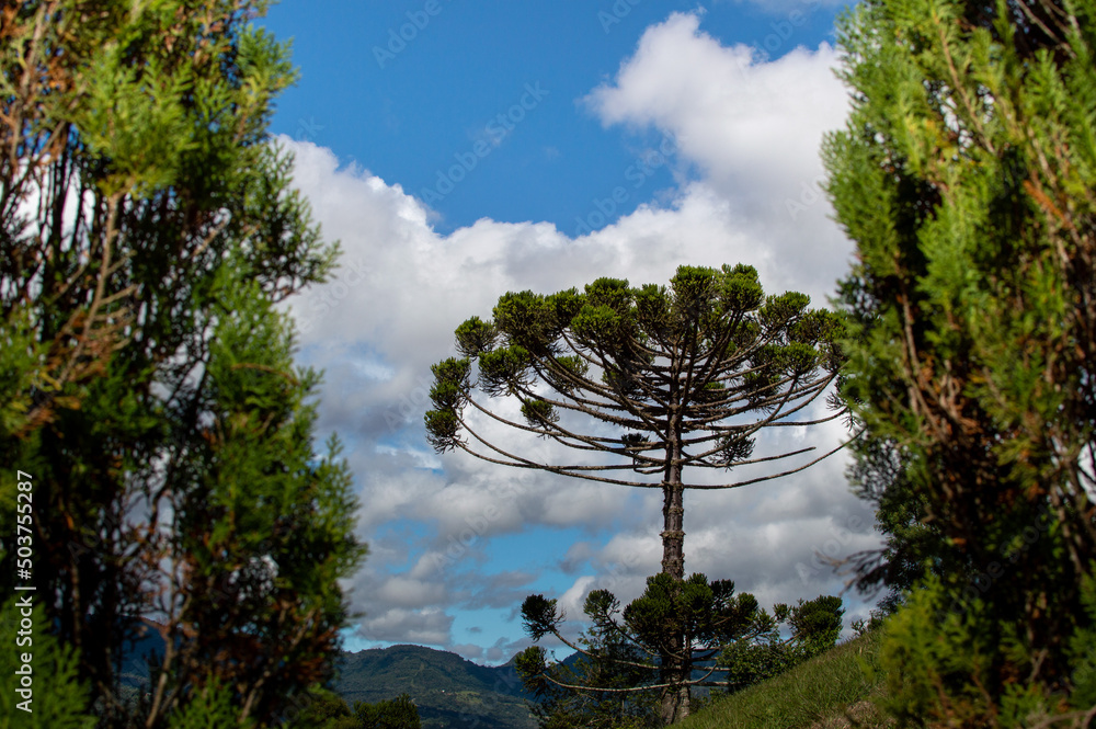 Obraz premium pine tree in the forest