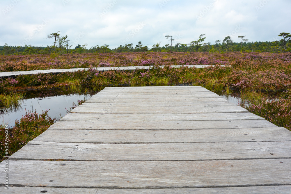 Wooden footbridge and boardwalk in the black bog with bog eye
