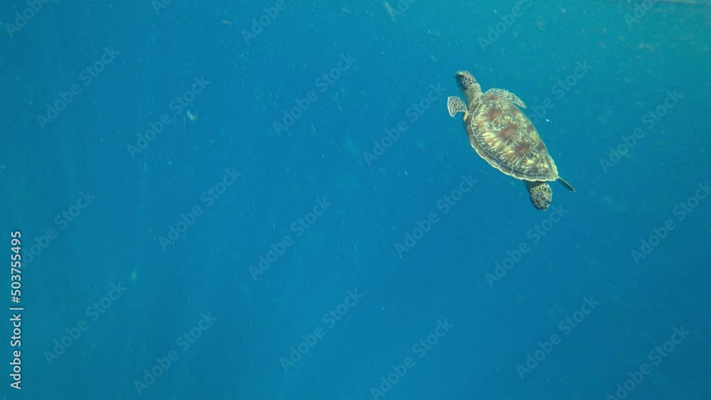 A turtle swims in the open ocean. Clear water. A large turtle eats a jellyfish, goes down to the corals. Sometimes he swims out of the water to breathe. The rays of the sun fall on the shell. Similans A turtle swims in the open ocean. Clear water. A large turtle eats a jellyfish, goes down to the corals. Sometimes he swims out of the water to breathe. The rays of the sun fall on the shell. Similans