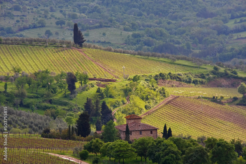Chianti, vigneti e cipressi. Panorami delle colline Toscane. Italia