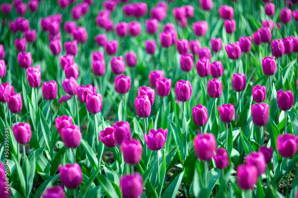Bright pink tulips on a blurry green background. A flowerbed with spring flowers in the city park. Blooming lawns at the seasonal festival. Plants for gift bouquets for birthday, anniversary, wedding.