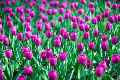 Bright pink tulips on a blurry green background. A flowerbed with spring flowers in the city park. Blooming lawns at the seasonal festival. Plants for gift bouquets for birthday  anniversary  wedding.