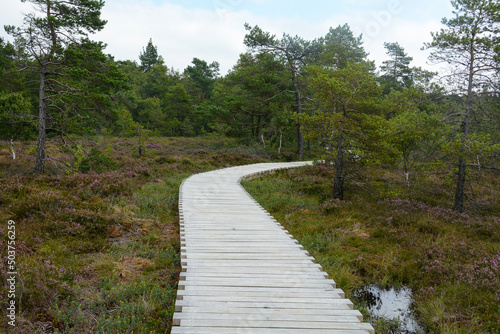 Black moor with a wooden path and broom heather
