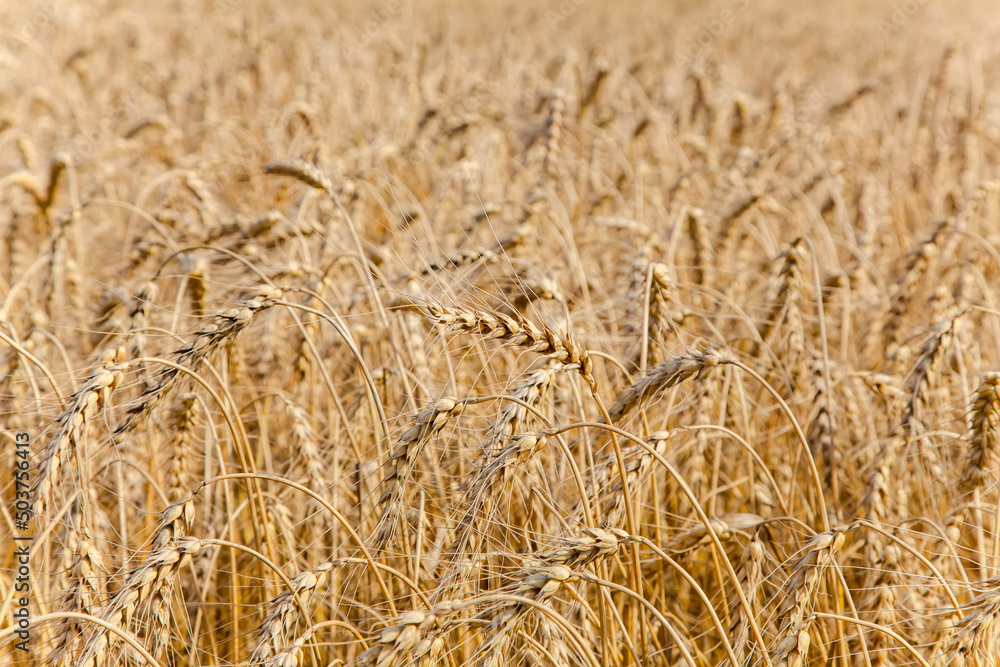 Wheat ear close-up on a yellow blurry background. The harvest is ripe in the fields. The world's leading grain crop. An ingredient for making bread, vodka, beer, pasta, flour. Food of Europe. Wheat ear close-up on a yellow blurry background. The harvest is ripe in the fields. The world's leading grain crop. An ingredient for making bread, vodka, beer, pasta, flour. Food of Europe.