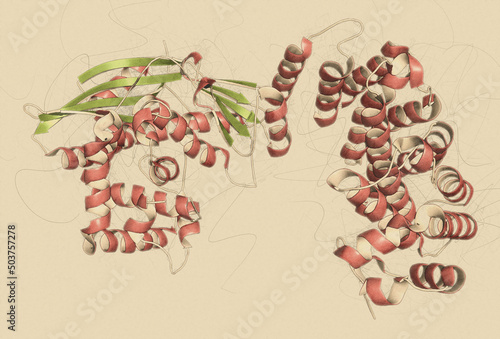 Collagenase clostridium histolyticum protein. 3D Illustration. photo