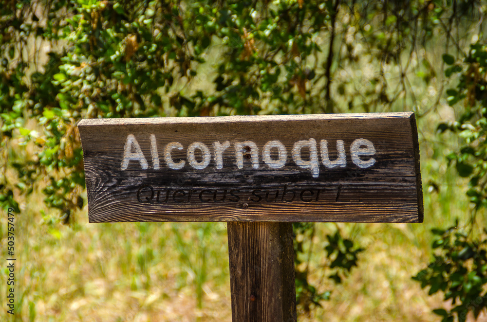 Alcornoque, Cork oak , quercus suber, tree or plant wooden sign
