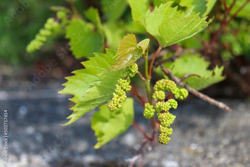 Branche de vigne avec des feuilles et des petites grappes de raison en bourgeon. photo