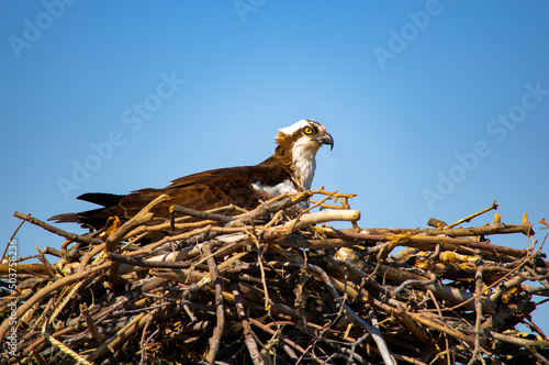 Bald eagle