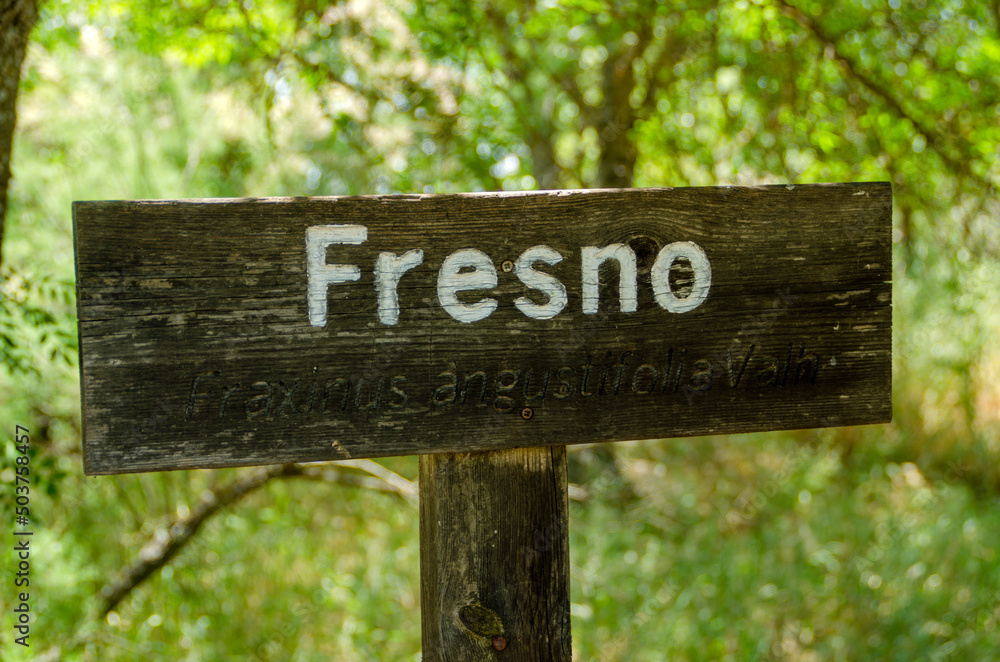 Fresno, Ash, fraxinus angustifolia, tree or plant wood sign
