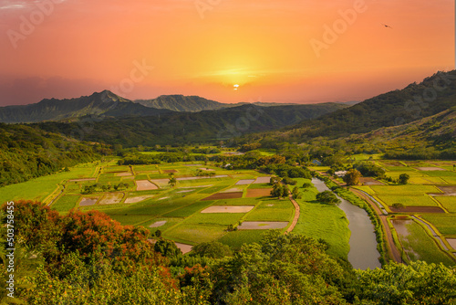 Taro fields on the north shore of kauai, Hawaii