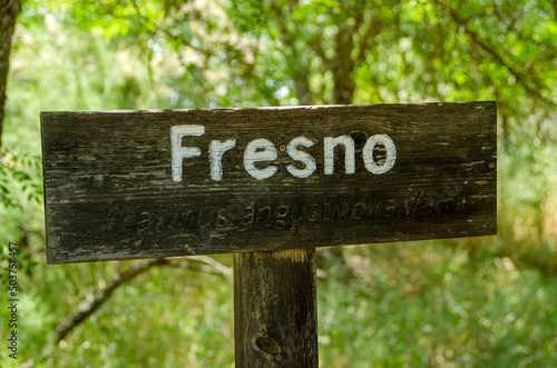 Fresno, Ash, fraxinus angustifolia, tree or plant wood sign 