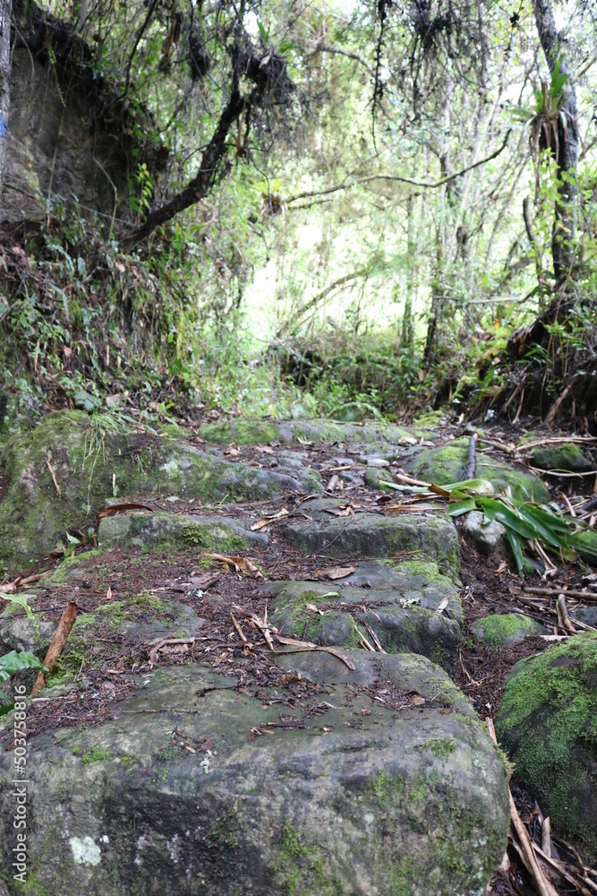 Camino Camino