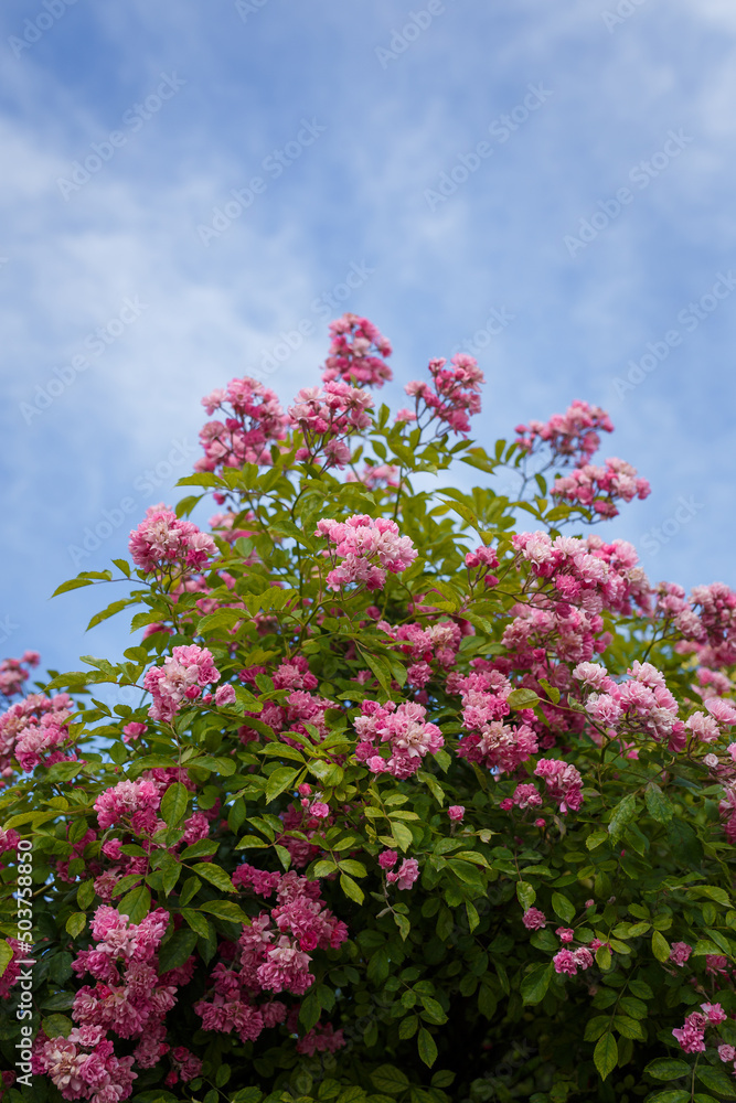 Beautiful flowering bush with pink french gallic rose or damascus rosa shrub in blossom, blue cloudy sky background, vertical shot Beautiful flowering bush with pink french gallic rose or damascus rosa shrub in blossom, blue cloudy sky background, vertical shot