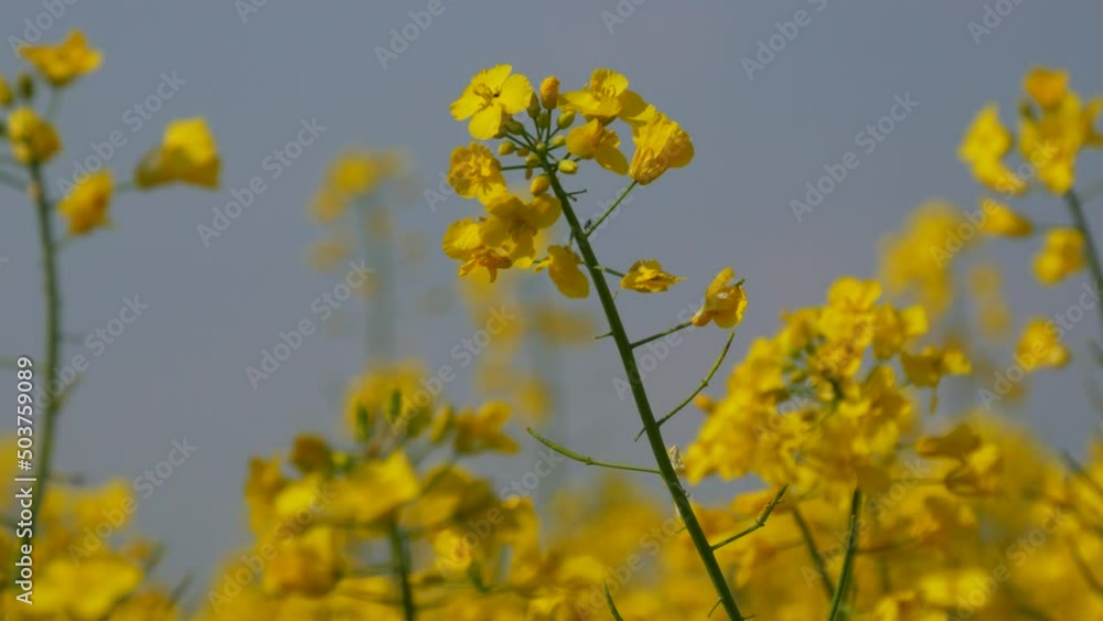Yellow flowering rapeseed field in spring outdoors. Canola Agriculture Field. Close up view