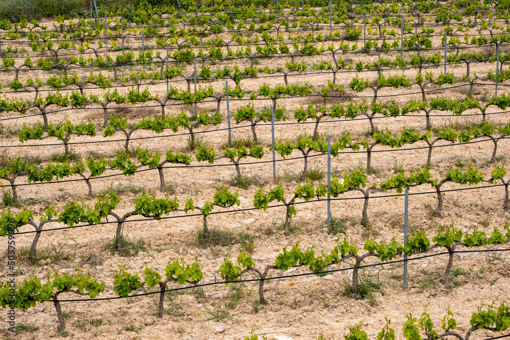 rows of vines in a vineyard seen from above in the Terra Alta region in the province of Tarragona in Spain rows of vines in a vineyard seen from above in the Terra Alta region in the province of Tarragona in Spain