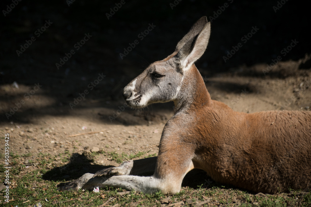 Portrait of wild kangaroo sitting a a zoologic park Portrait of wild kangaroo sitting a a zoologic park