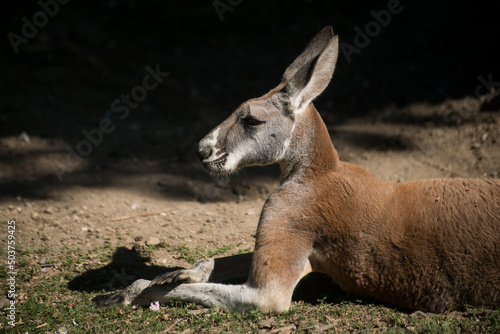 Portrait of wild kangaroo sitting a a zoologic park photo