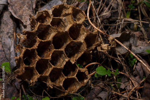 empty dry broken abandoned wasps nest, bee hive with hexagon pattern, honeycomb macro shot