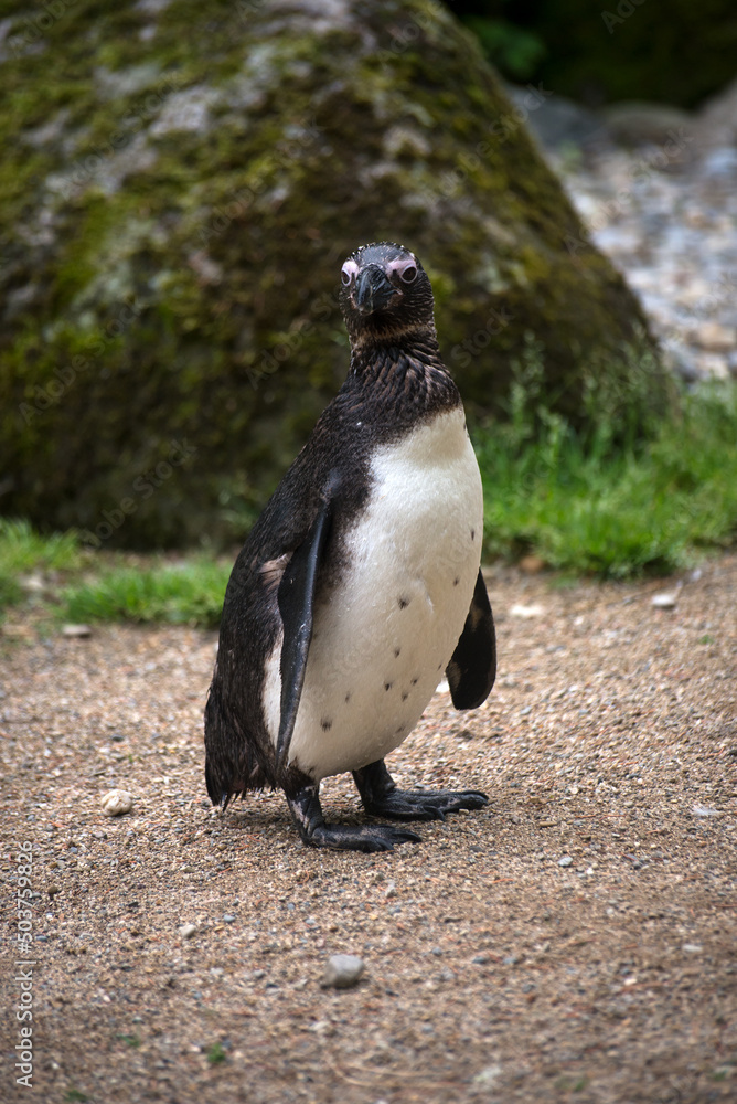 Fototapeta premium Portrait of wild penguin from south africa standing on the beach