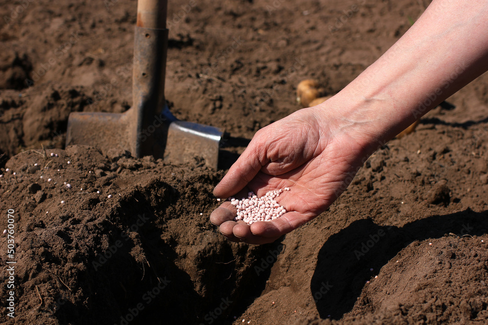 application of mineral fertilizers to the soil when planting seeds application of mineral fertilizers to the soil when planting seeds