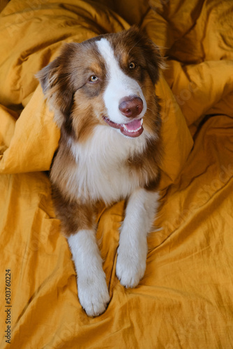 Hotel and rest with pet. Young Australian Shepherd covered with blanket. Happy puppy aussie is lying on yellow bedding in bed at home. Animals behave like people concept. Top view.