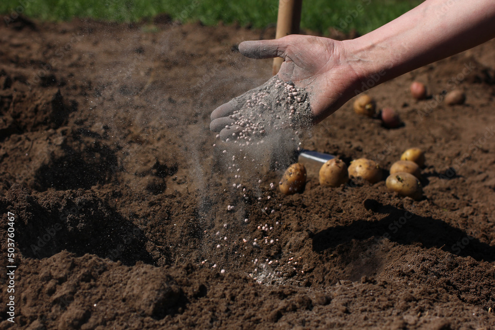 application of mineral fertilizers to the soil when planting seeds application of mineral fertilizers to the soil when planting seeds