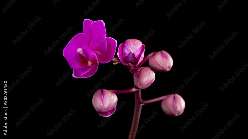 Orchid Blossoms. Blooming Purple Orchid Phalaenopsis Flower on Black Background. Time Lapse. 4K. Orchid Blossoms. Blooming Purple Orchid Phalaenopsis Flower on Black Background. Time Lapse. 4K.