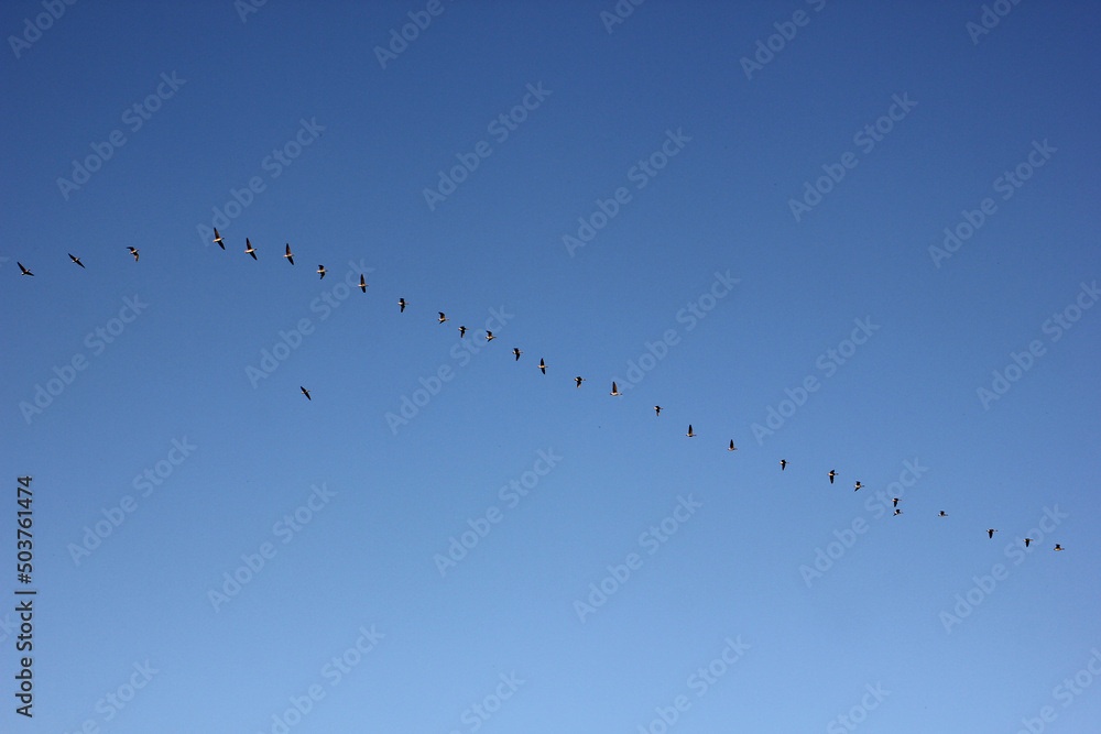a flock of flying wild geese against the blue sky in the clouds a flock of flying wild geese against the blue sky in the clouds